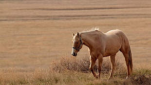 brown horse standing in barren field